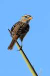 White-crowned Sparrow, Bosque del Apache, New Mexico