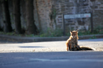 Urban fox in street environment _0010