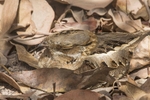 Long Tailed Nightjar.