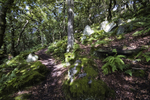Dappled Shade