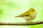 Wood Warbler