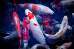 Koi_6835