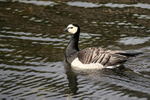 Barnacle Goose swimming, Suomenlinna, Helsinki, Finland