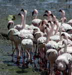 Lesser Flamingo