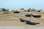 Common Seals