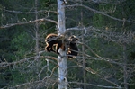 Brown Bear cubs