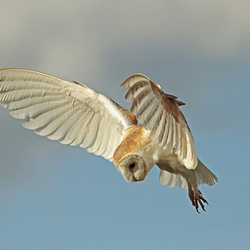 Barn Owl in flight