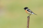 Stonechat  (m)