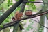 Red Squirrel