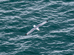 Kittiwake