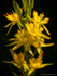Bog Asphodel (02)
