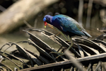 Purple Gallinule portfolio
