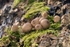 Stump Puffballs