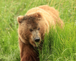Brown Bear (female) grazing, Silver Salmon Creek, Alaska