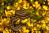 Adder - Beach along Suffolk Coast