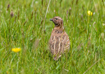 Common Quail.