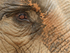 Female Asian Elephant eye, Cambodia