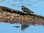 Lapwing