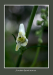 Aconitum lycoctonum sp. 2