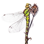 southern hawker (Aeshna cyanea) â