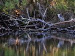 Black-crowned Night-Heron perched early morning, Venice Rookery