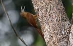 Woodcreeper