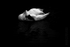 Swan 09