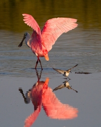 Birds---054