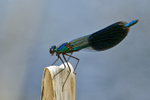 Banded Demoiselle