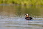 Red-necked Grebe