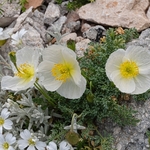 Alpine poppy (Papaver alpina )