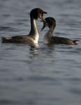 GREAT CRESTED GREBE ref Grebe 5