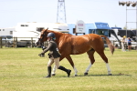 SBM_15225