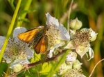 Small Skipper