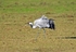 Common Crane