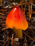 Blackening Waxcap (01)