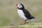 Puffin