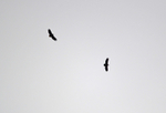 White-tailed Eagles