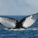 Humpback Whale Megaptera novaeangliae tail dive