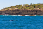 Fingal Head Whale 3_16A1496