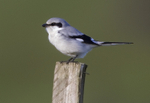Northern Grey Shrike