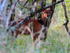 Bushbuck hiding in bushes in the Masai Mara