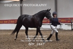 BPP_2447
