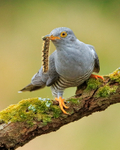 Cuckoo (male) with caterpillar, Scotland