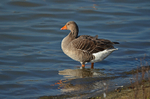 February 2015 - Greylag Goose