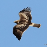 Booted Eagle (Hieraaetus pennatus)