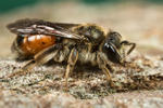 Andrena labiata (f)
