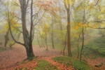 z2565 Mystical Woods, Shanklin Down