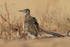 Greater Roadrunner, Bosque del Apache, New Mexico