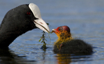 COOTS